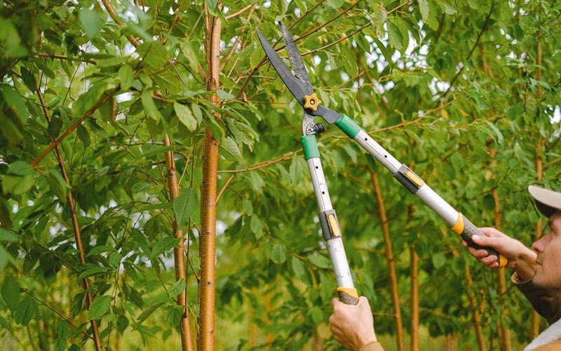 Tree trimming in Saint Meinrad, IN